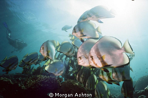 Batfish. Sipadan. by Morgan Ashton 